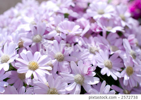 Cineraria flowers 2572738