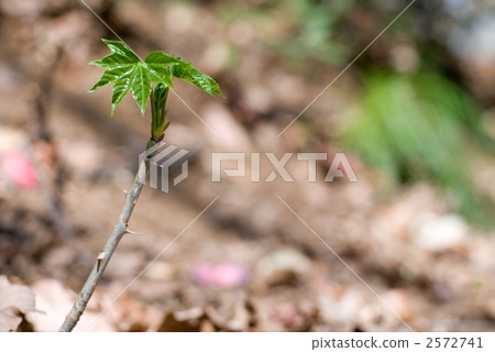 Sprout sprout 2572741