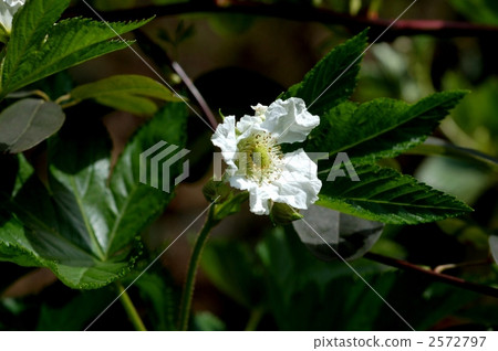 Blackfin tuna Blackfin tuna 2572797