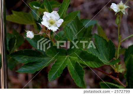 黑鰭金槍魚 黑鰭金槍魚 2572799