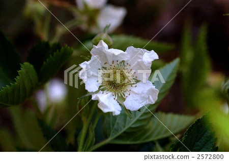 黑鰭金槍魚 黑鰭金槍魚 2572800