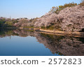 mitsuike park, yoshino cherry tree, cherry blossom 2572823