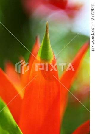 Guszania · Rana 2572922