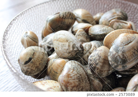 Book clams from Kumamoto Prefecture Book clams from Kumamoto Prefecture 2573089