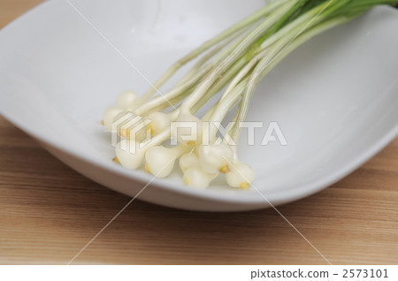 野蔥 多年生植物 多年草 2573101