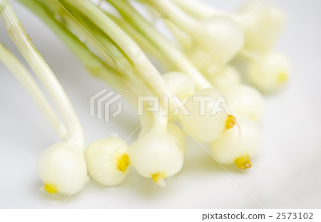 野蔥 百合科 多年生植物 2573102