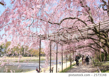 Red curved cherry-blossom trees on a half-tree road 2573148