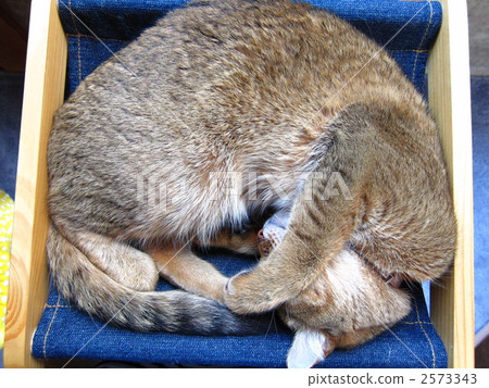 動物 毛孩 貓 2573343