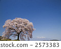 Ikko cherry tree 2573383