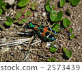 tiger beetle, bug, insect 2573439