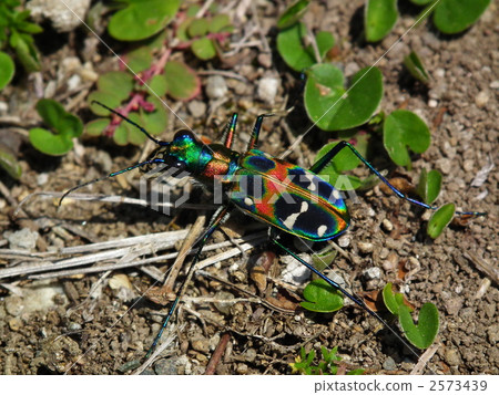 虎甲蟲 蟲子 漏洞 2573439