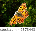 polygonia, nymphalid, butterfly 2573443