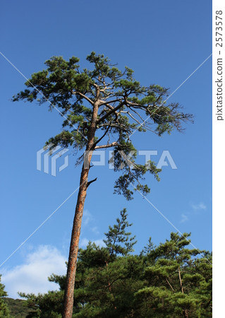 Ipponmatsu和Aozora 2573578