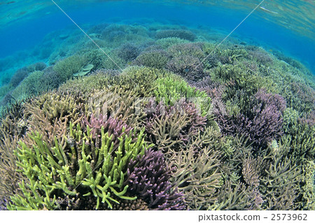 Seas of Kuroshima 2573962