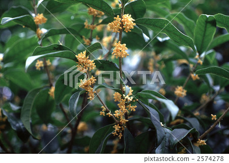 62634 Kinmokusei 2574278