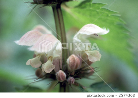 62656 Odorikosou 2574308