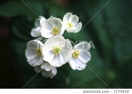 62731 Sankayou 2574430