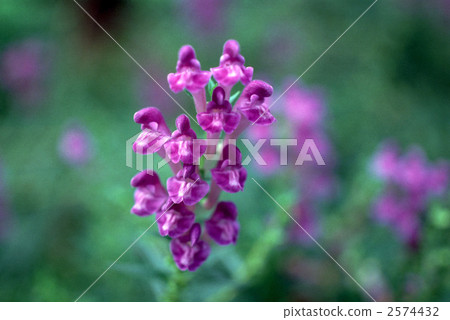 62735 Tatsuna Miso 62735 Tatsuna Miso 2574432