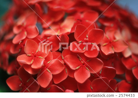 62737 Santanka 2574433