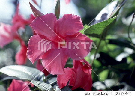 62782 Adenumu 2574464