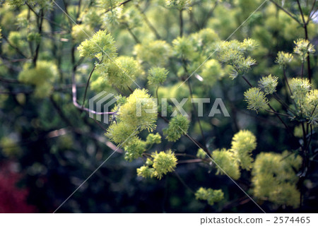 bloom, blossom, blossoms 2574465