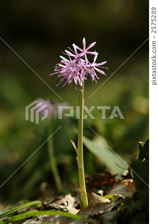 Shojo Bakama 2575289