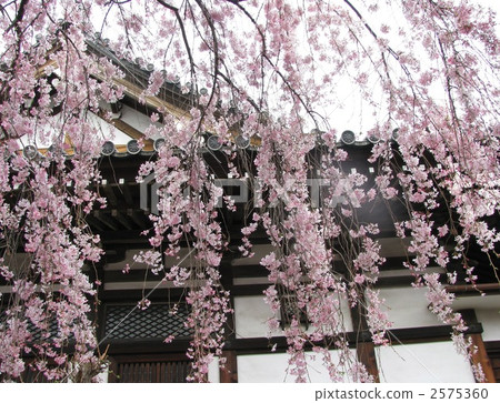 垂枝櫻花 2575360