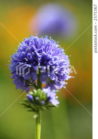 Matsumushisou 2575367