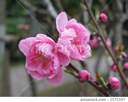 peach peach 2575397