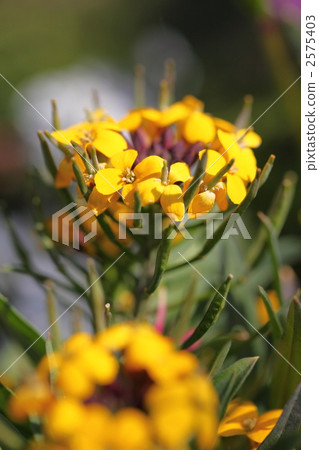 Elisimum Elisimum 2575403