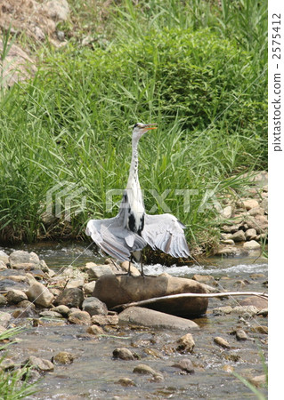 蒼鷺 騙子 兵庫縣 2575412