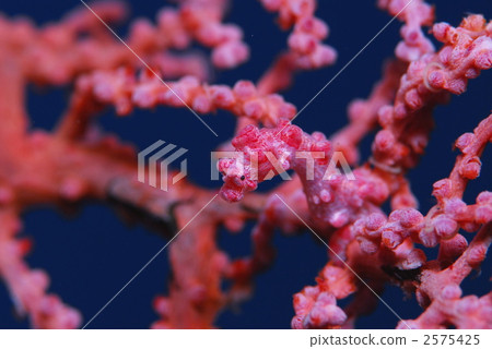 侏儒海水管 侏儒海水管 2575425