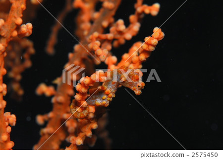 Pygmy Sea Hose 2575450