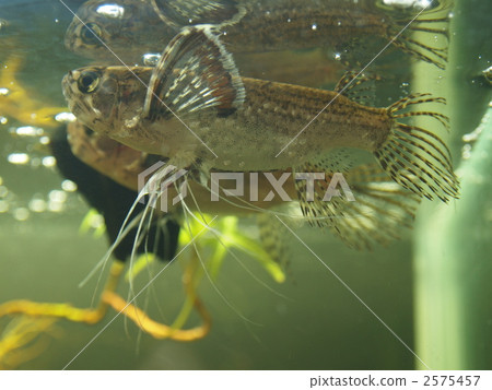 蝴蝶魚 蝴蝶魚 2575457