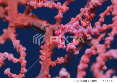 Pygmy Sea Hose 2575458