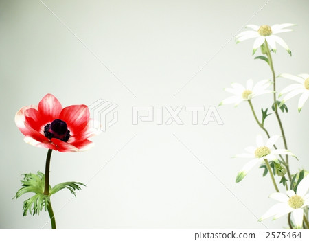 銀蓮花屬和法絨花，特寫鏡頭 2575464