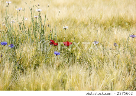 麥田和罌粟 2575662