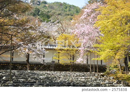 Cherry blossoms at Kyoto Ninomaduin Cherry blossoms at Kyoto Ninomaduin 2575838
