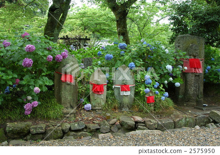 奈良亞達寺先生地藏和繡球花 奈良亞達寺先生地藏和繡球花 2575950