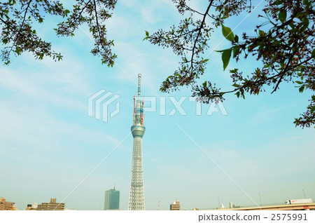 晴空塔 塔 城市景觀 2575991