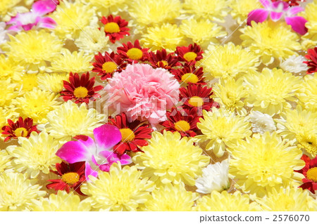 flower bath, flower bus, spa 2576070