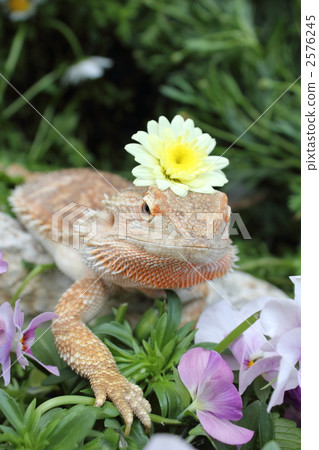 Spring bug lizard 2576245