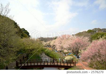櫻木花道 櫻花道 櫻樹花道 2576270