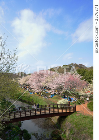 櫻木花道 櫻花道 櫻樹花道 2576271