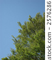 Fresh green and blue sky 2576286