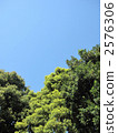 Green trees and blue sky 2576306