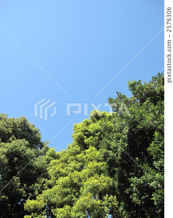 Green trees and blue sky Green trees and blue sky 2576306