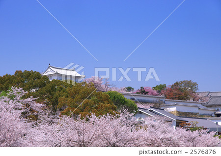 姬路城Nishinomaru和櫻花 2576876