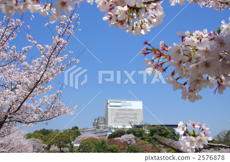 Himeji Castle and cherry blossoms under preservation repair 2576878