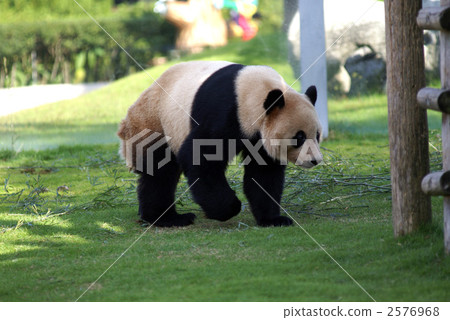 大熊貓 2576968